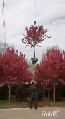 12公分绚丽海棠