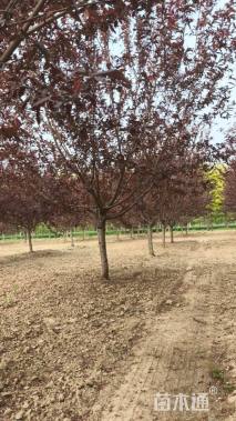 12公分红叶碧桃