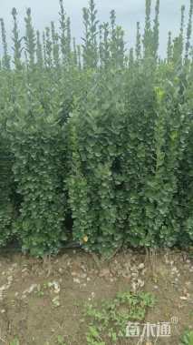 高度150厘米北海道黄杨