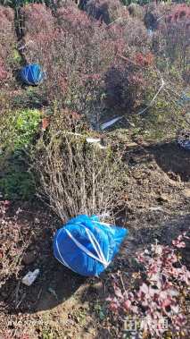 冠幅80厘米紫叶小檗球