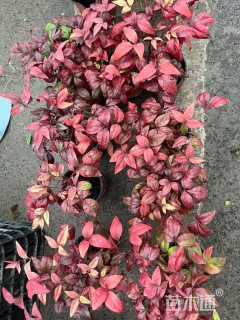 高度20厘米火焰南天竹