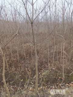 高度80厘米乌桕小苗