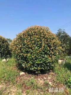 冠幅190厘米红叶石楠球