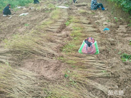 高度80厘米紫穗槐