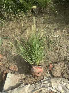 高度15厘米小兔子狼尾草