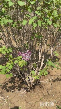 高度120厘米丁香