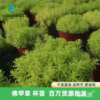 高度30厘米佛甲草