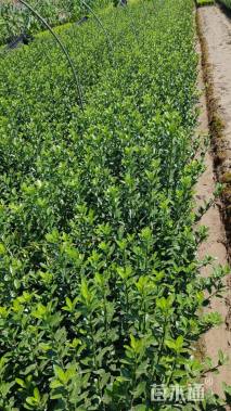 高度40厘米大叶黄杨