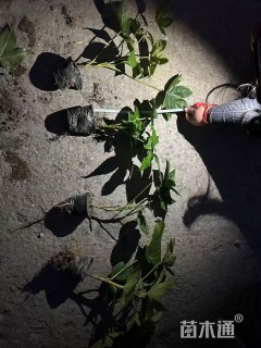 高度40厘米八角金盘小苗