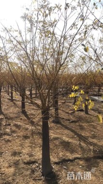 10公分矮杆金枝槐