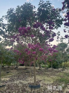 15公分紫花风铃木