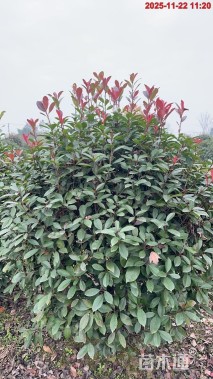 冠幅150厘米红叶石楠球