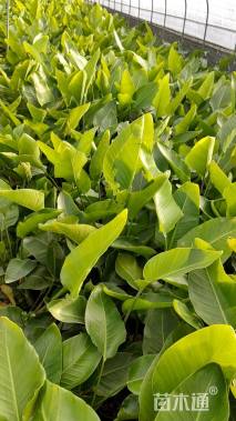 高度50厘米天堂鸟