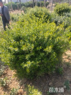 高度30厘米瓜子黄杨