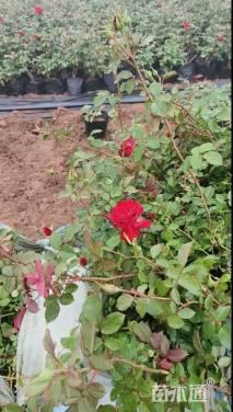 高度40厘米大花月季