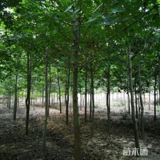 6公分北美红栎