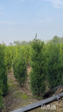 高度170厘米塔柏