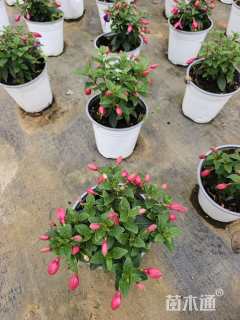 高度20厘米倒挂金钟