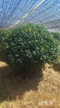 冠幅150厘米茶梅球