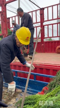 高度90厘米桧柏