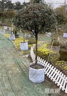 高度150厘米杜鹃