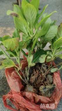 高度30厘米八仙花