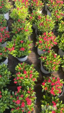 高度30厘米虎刺梅