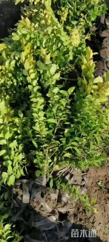 高度40厘米金叶女贞小苗