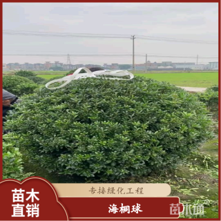 冠幅120厘米海桐球