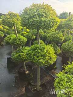 高度100厘米亮金女贞