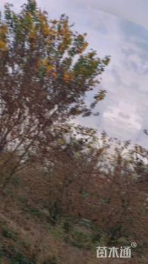 高度550厘米丛生五角枫