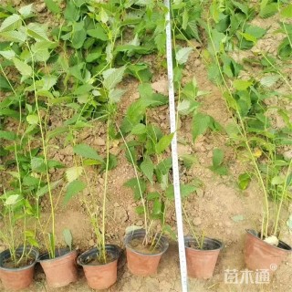 高度70厘米棣棠