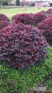 冠幅60厘米红花继木球