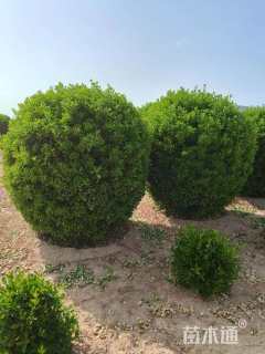 冠幅200厘米大叶黄杨球