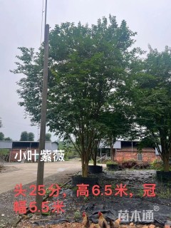 15公分丛生紫薇