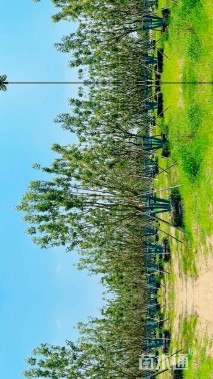高度800厘米丛生五角枫
