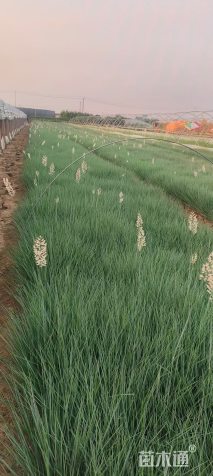 高度25厘米坡地毛冠草