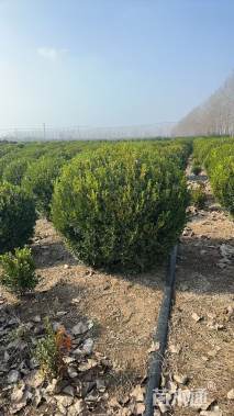 冠幅100厘米小叶黄杨球