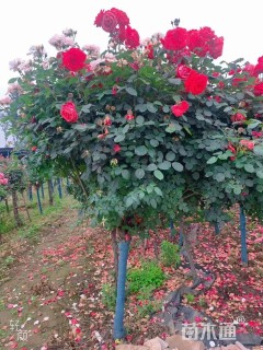 高度200厘米月季