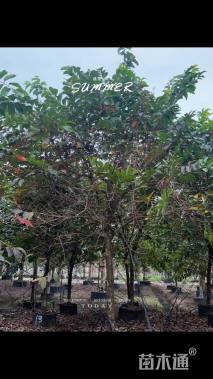 20公分大叶紫薇