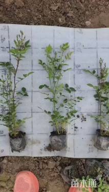 高度35厘米丰花月季