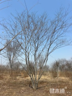 8公分(5杆)丛生朴树