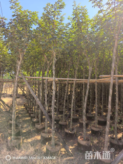 5公分黄花风铃木