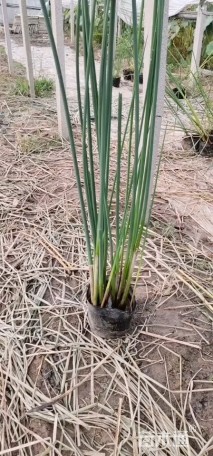 高度80厘米水葱