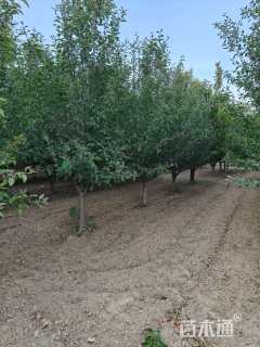 10公分绚丽海棠