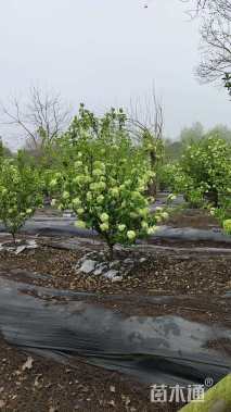 高度180厘米木绣球