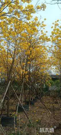 5公分黄花风铃木