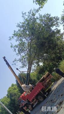 45公分(5杆)丛生朴树