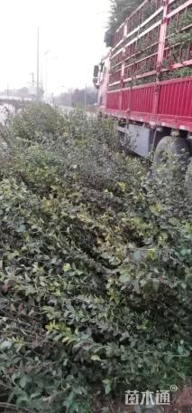 高度70厘米卫矛