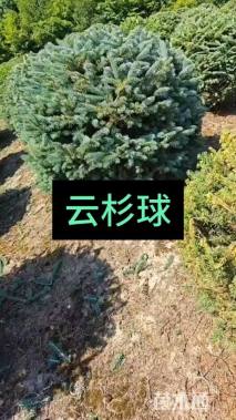 高度120厘米云杉